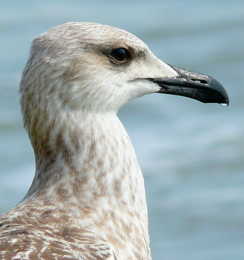 photo "Dry" tags: travel, nature, Europe, wild animals