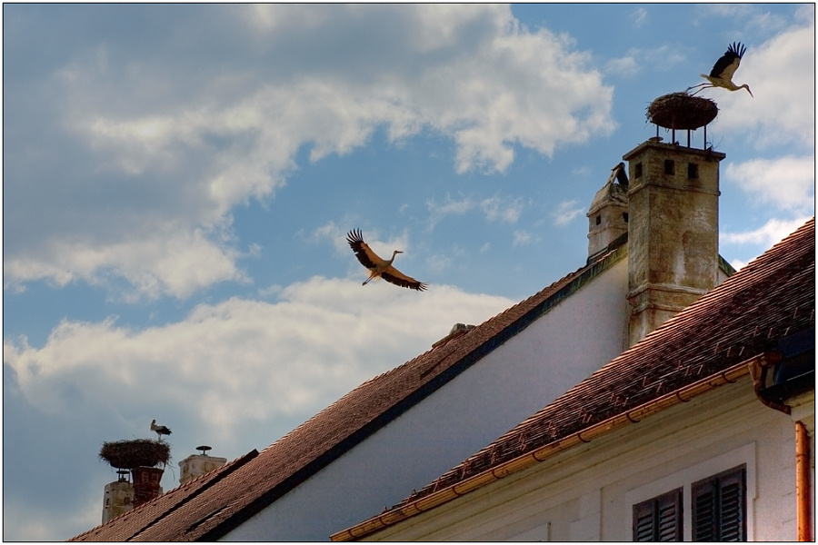 photo "Stork on a roof - the peace on the Earth" tags: genre, travel, Europe