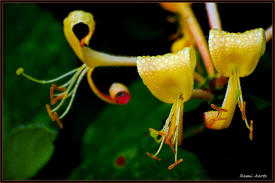 фото "after the rain" метки: природа, макро и крупный план, цветы