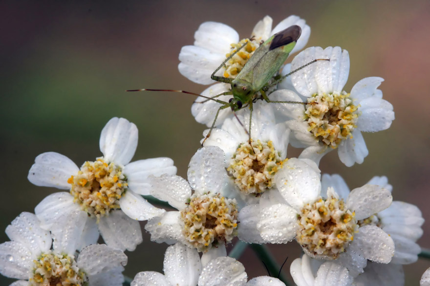 photo "morning, macro, beetle, dew, summer" tags: macro and close-up, nature, insect