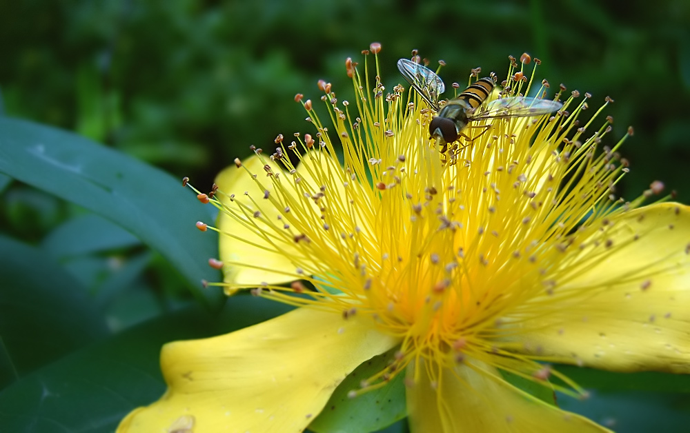 photo "***" tags: macro and close-up, nature, flowers