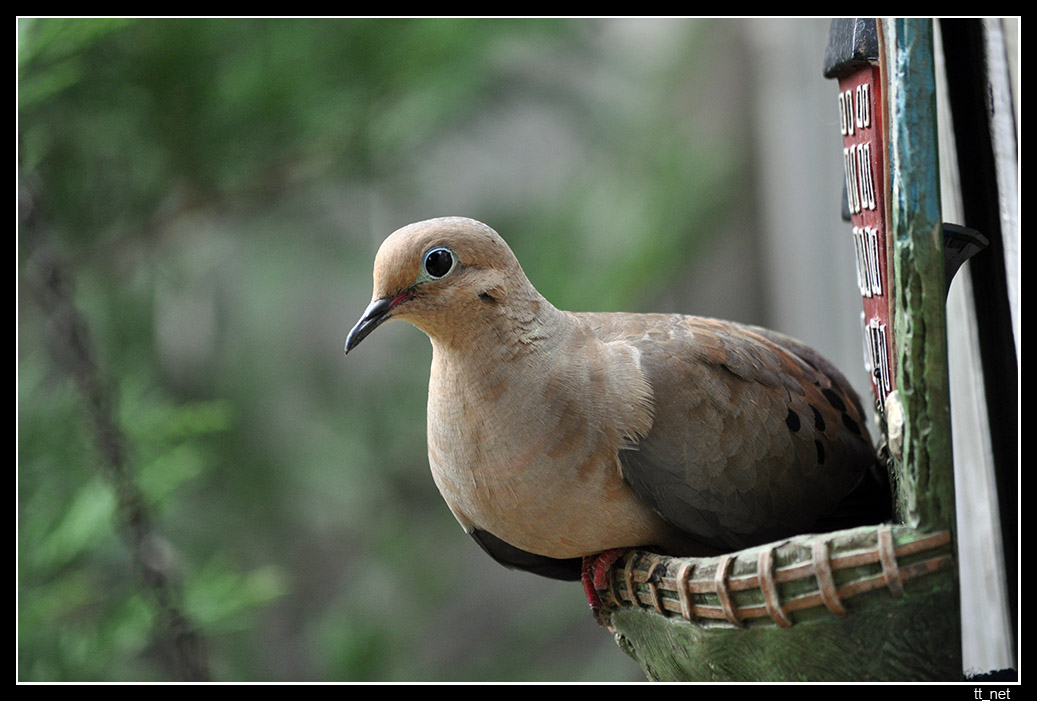 photo "Good Morning" tags: nature, wild animals