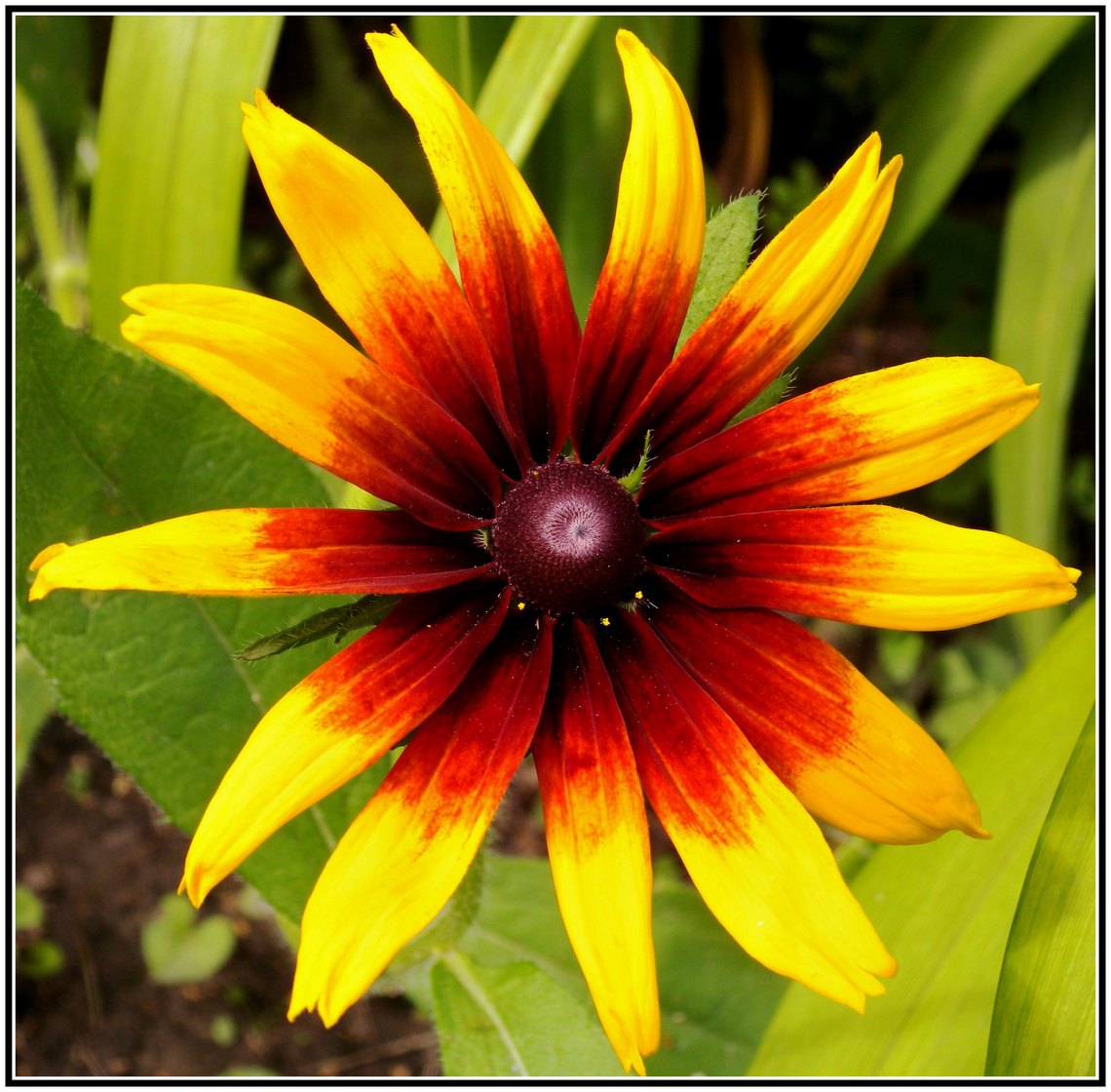 photo "Sun" tags: macro and close-up, nature, flowers