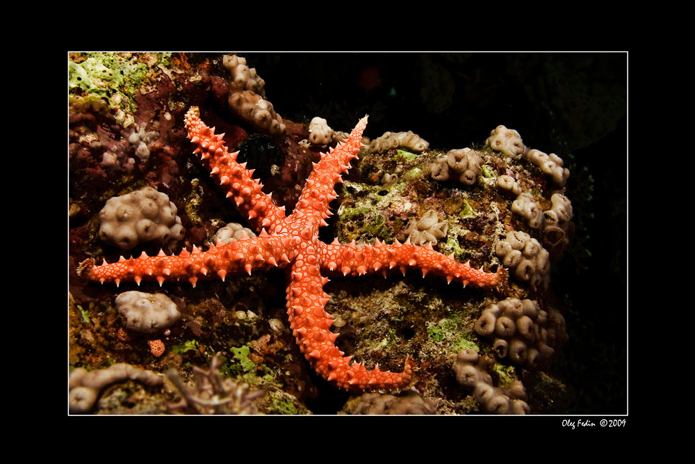 photo "***" tags: underwater, 