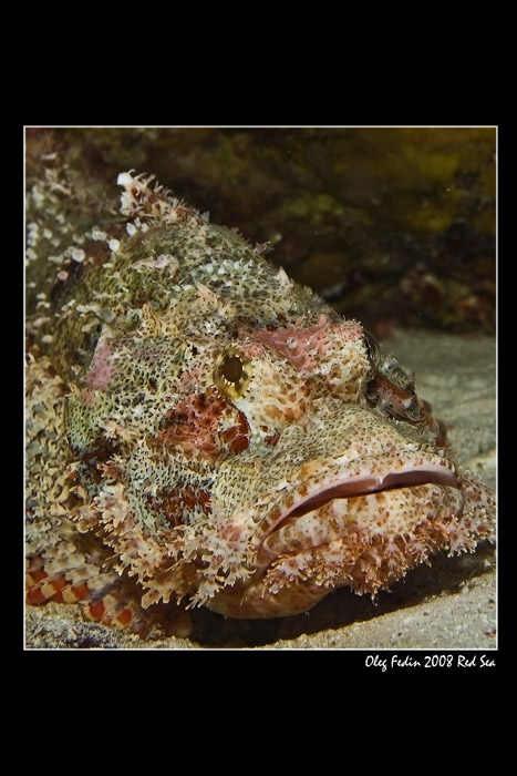 photo "***" tags: underwater, macro and close-up, 