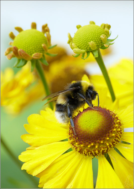 photo "***" tags: macro and close-up, nature, insect