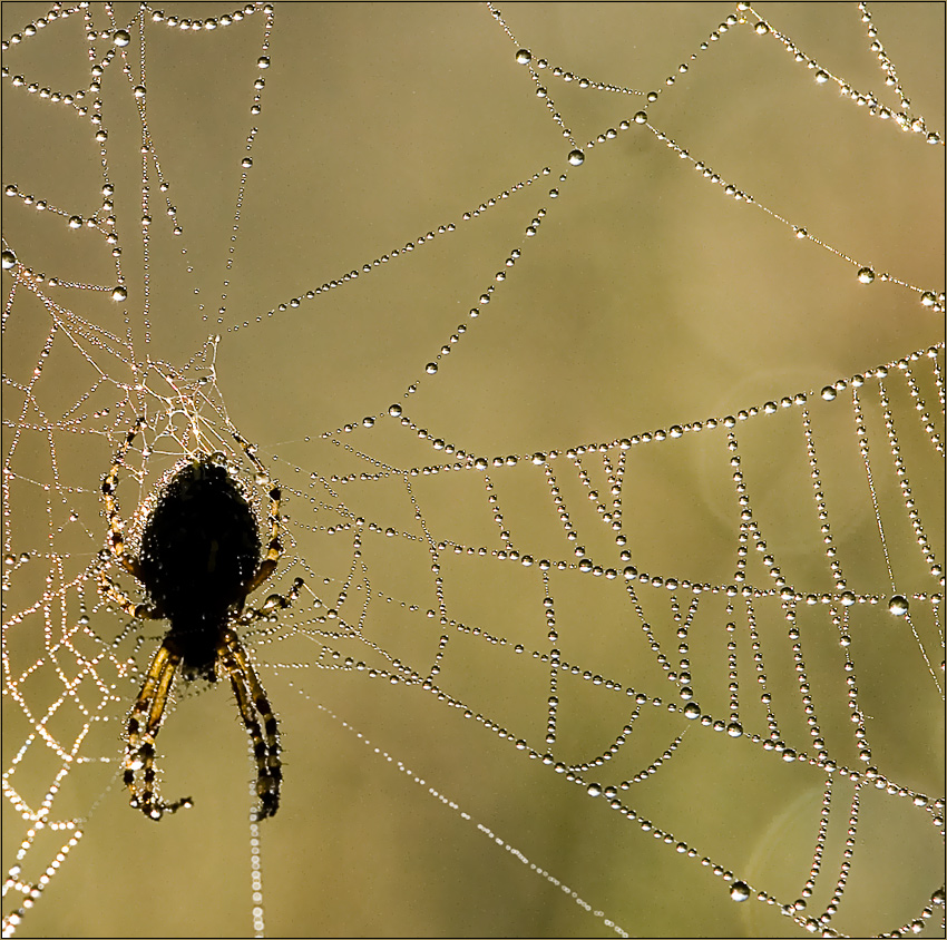 фото "Утренний моцион" метки: природа, макро и крупный план, насекомое