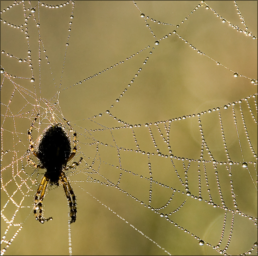 photo "the morning of procedure" tags: nature, macro and close-up, insect