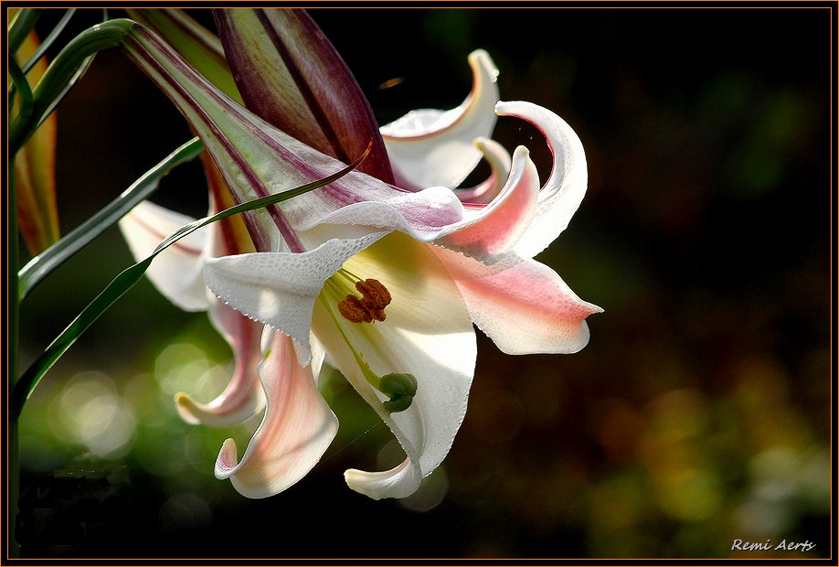 photo "***" tags: nature, macro and close-up, flowers