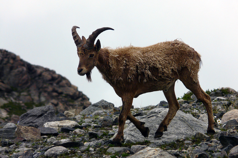 photo "The mountain wanderer" tags: nature, wild animals