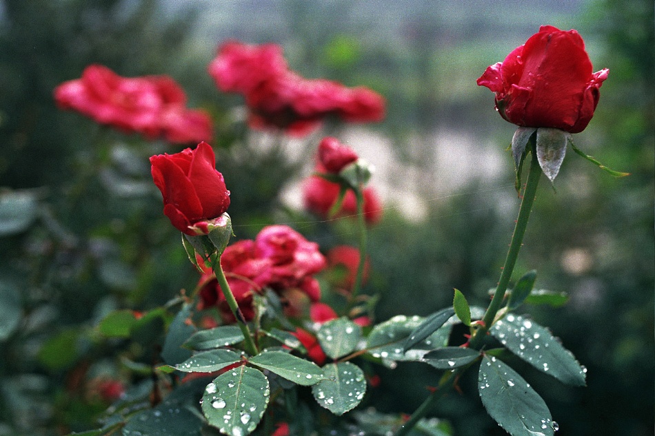 photo "The 2 roses..." tags: nature, flowers