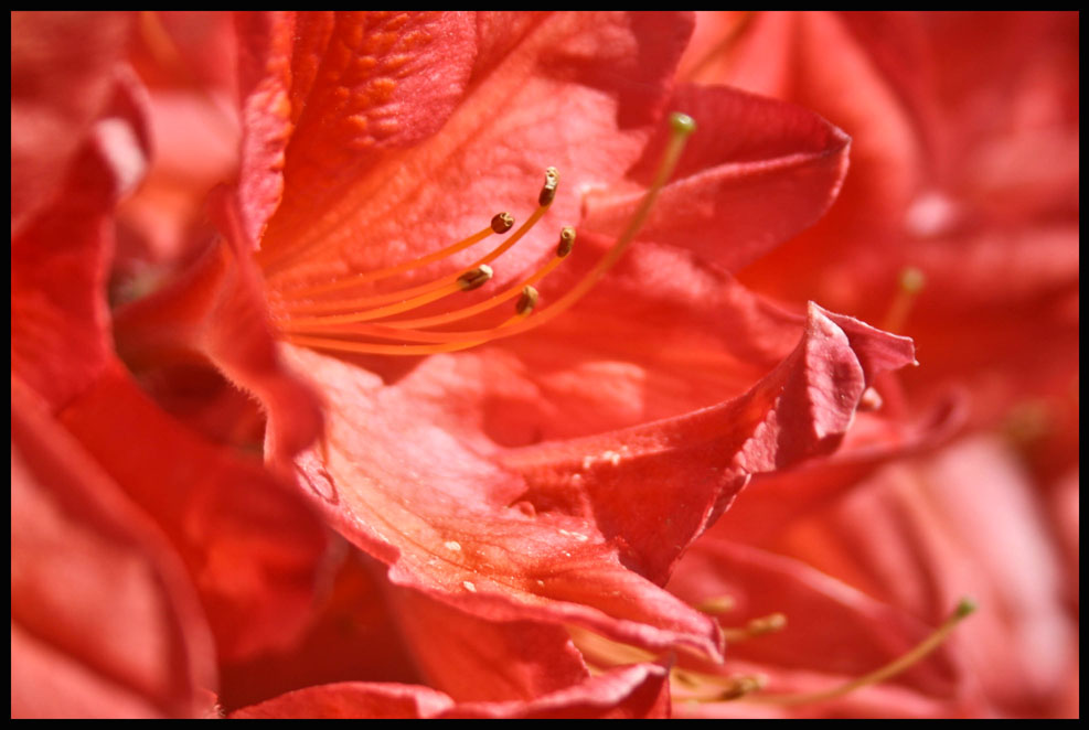 photo "***" tags: nature, flowers