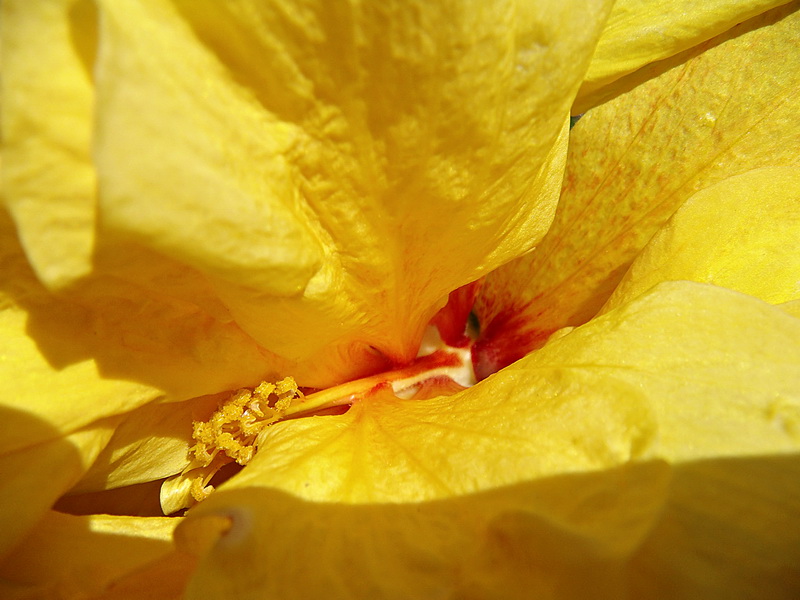 photo "***" tags: nature, flowers