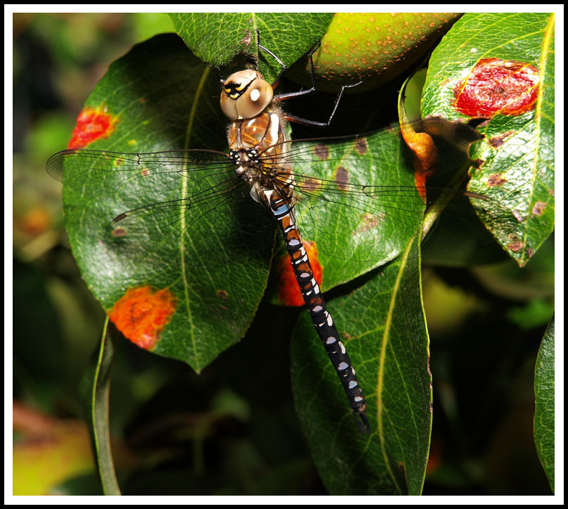 photo "Taking a rest.." tags: nature, insect