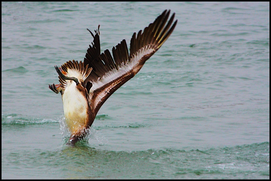 фото "supposed to be a pelican" метки: природа, дикие животные