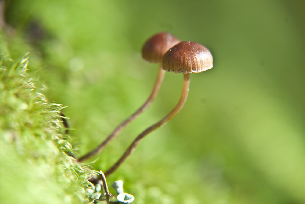 photo "***" tags: nature, macro and close-up, 