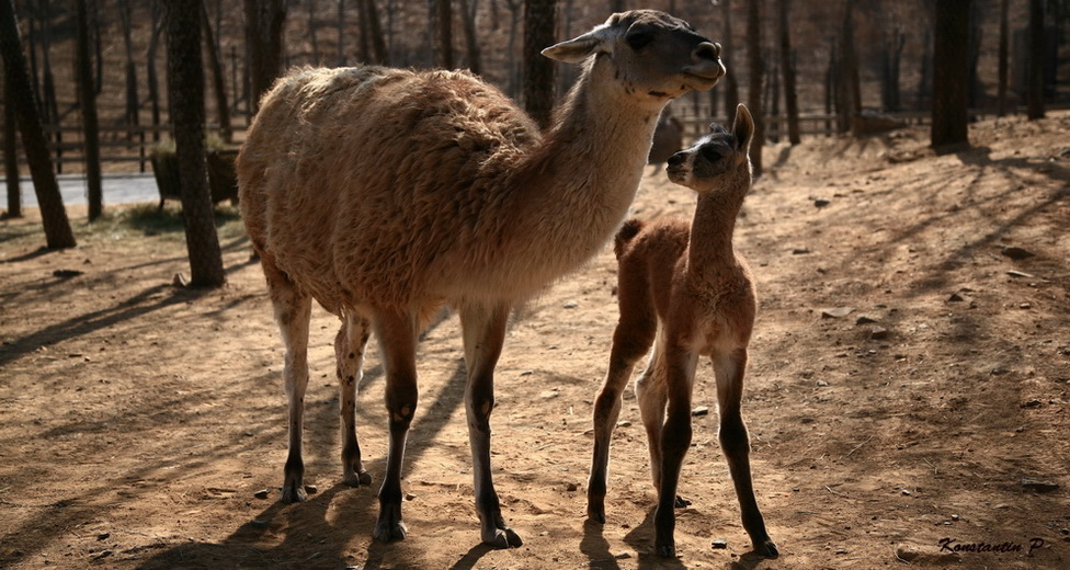 photo "Матеpинство" tags: nature, wild animals