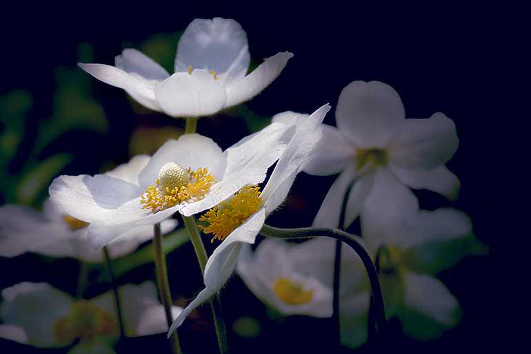 photo "***" tags: nature, flowers