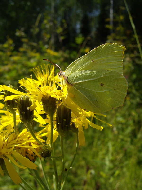 photo "***" tags: nature, macro and close-up, 