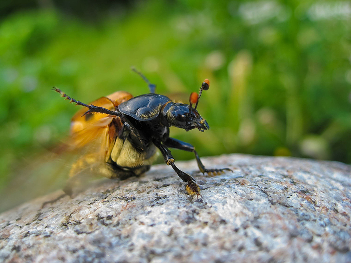 photo "***" tags: macro and close-up, nature, insect