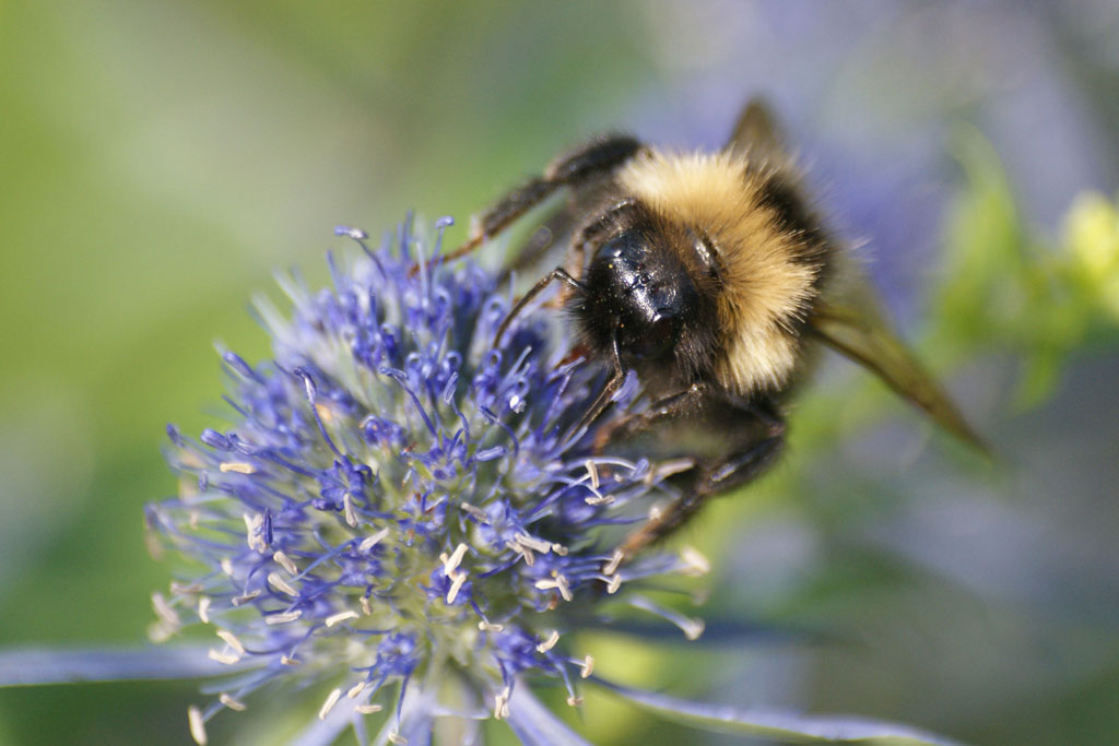 photo "***" tags: nature, macro and close-up, insect