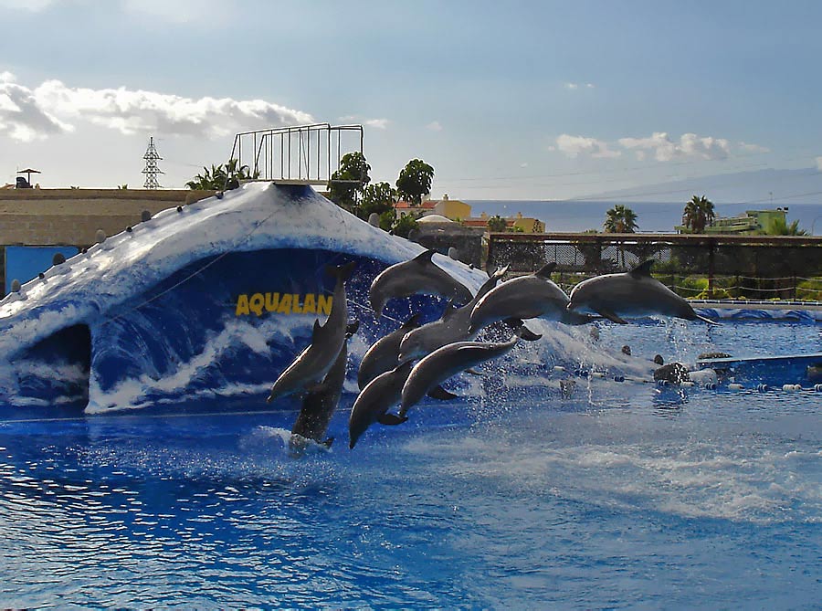 photo "Dolphins" tags: nature, travel, Europe, wild animals