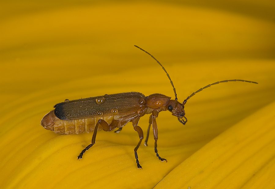 photo "Rhagonycha fulva" tags: nature, insect