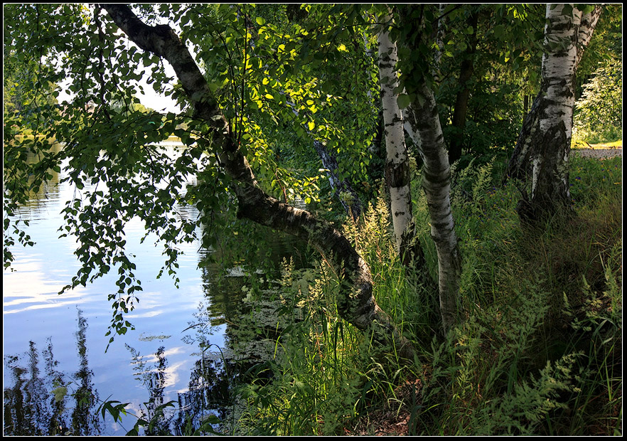 photo "birch on the water" tags: landscape, forest, water