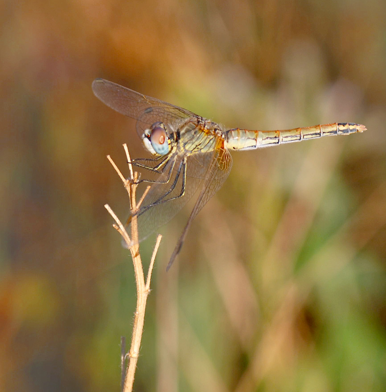 photo "dragonfly" tags: nature, insect