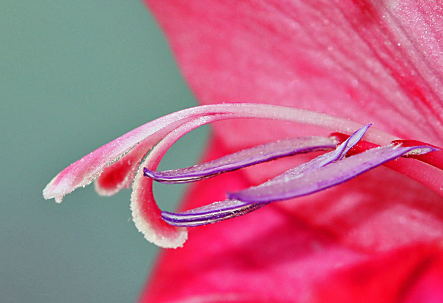 photo "Gladioli" tags: nature, macro and close-up, flowers