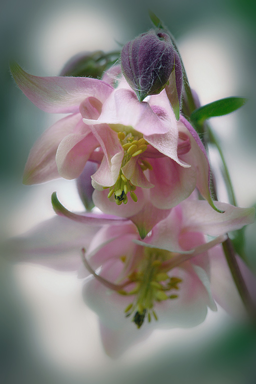 photo "***" tags: nature, macro and close-up, flowers