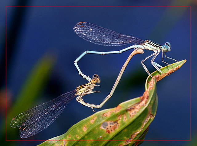 photo "макро,насекомые,стрекоза" tags: macro and close-up, genre, 