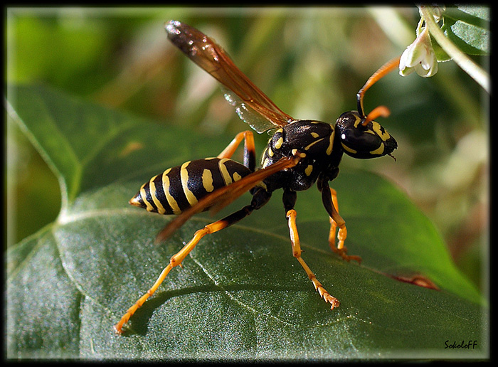 photo "макро,оса,насекомые" tags: macro and close-up, nature, insect