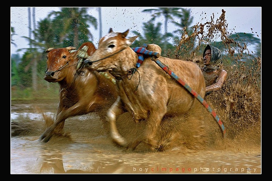 фото "Pacu Jawi, Road Cow" метки: путешествия, спорт, Азия