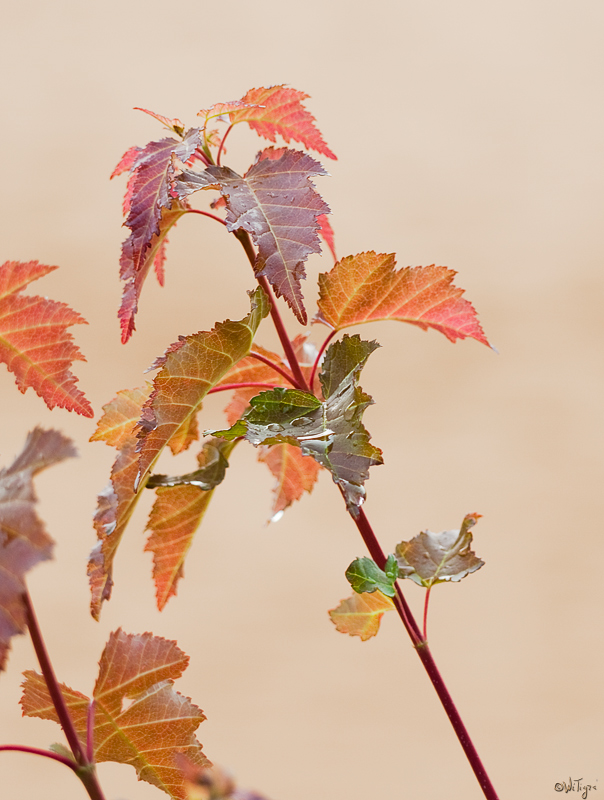 photo "At Sand background with drops" tags: landscape, summer, sunset