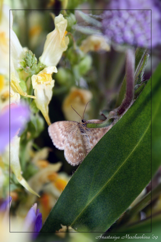 photo "***" tags: nature, flowers, insect