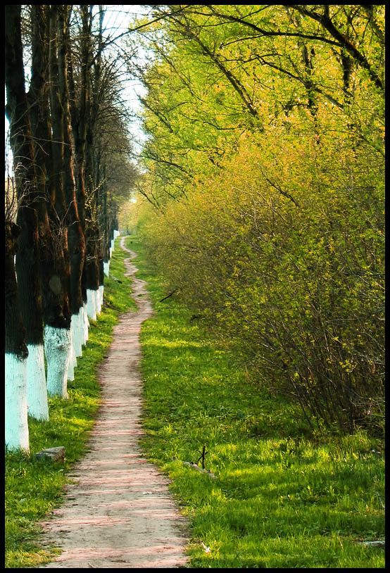 photo "***" tags: landscape, forest