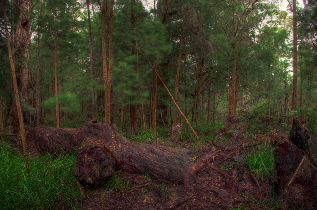 photo "Deep in the forrest." tags: landscape, forest