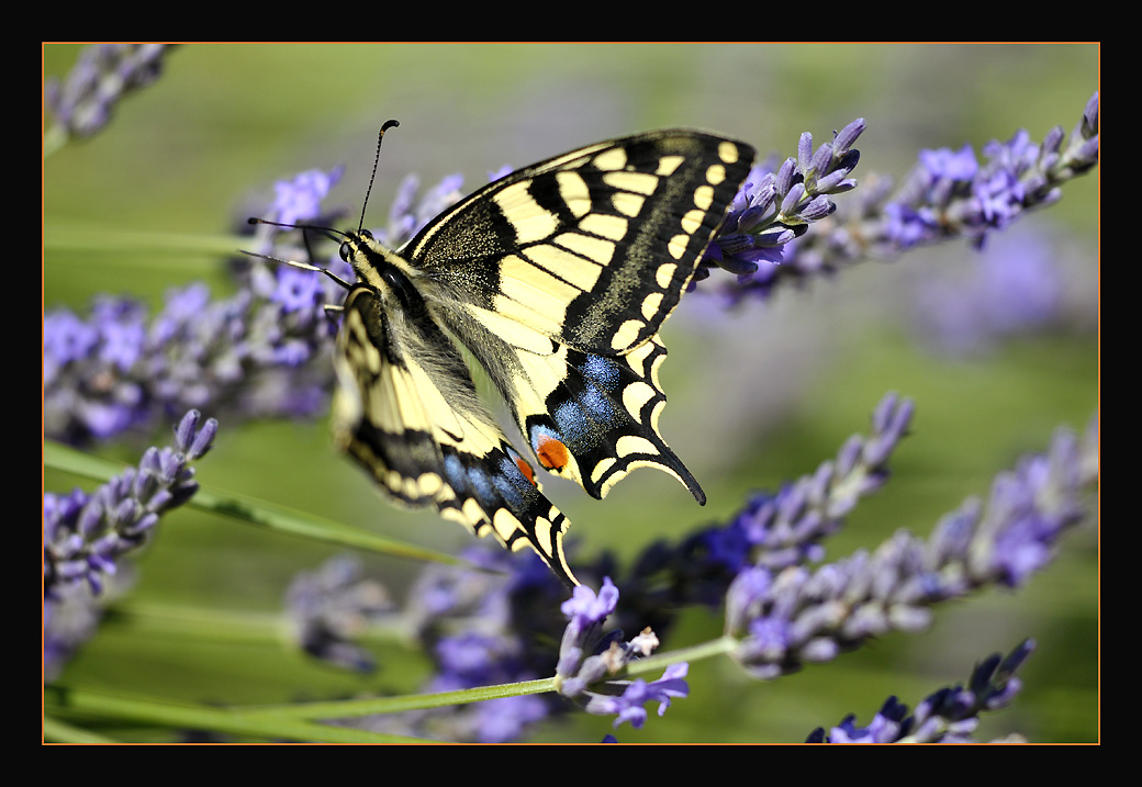 photo "Living Colors" tags: nature, macro and close-up, insect