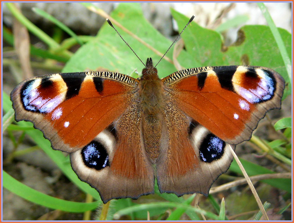 photo "* * *" tags: nature, macro and close-up, insect