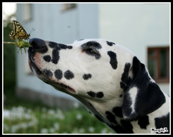 photo "***" tags: nature, portrait, pets/farm animals