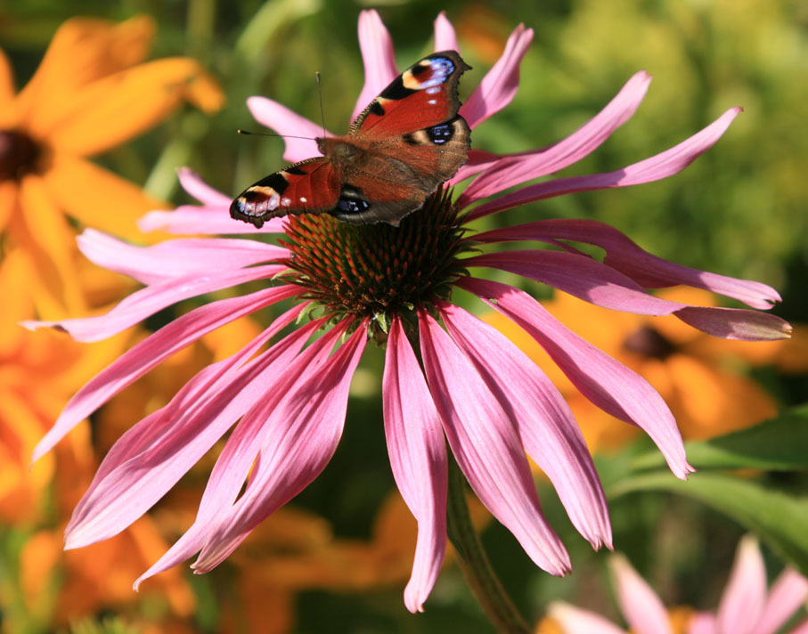 photo "***" tags: nature, flowers, insect