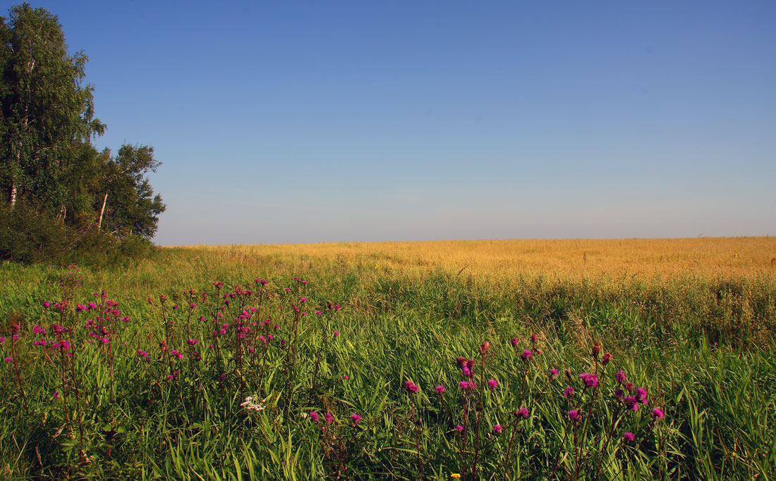 photo "***" tags: landscape, summer