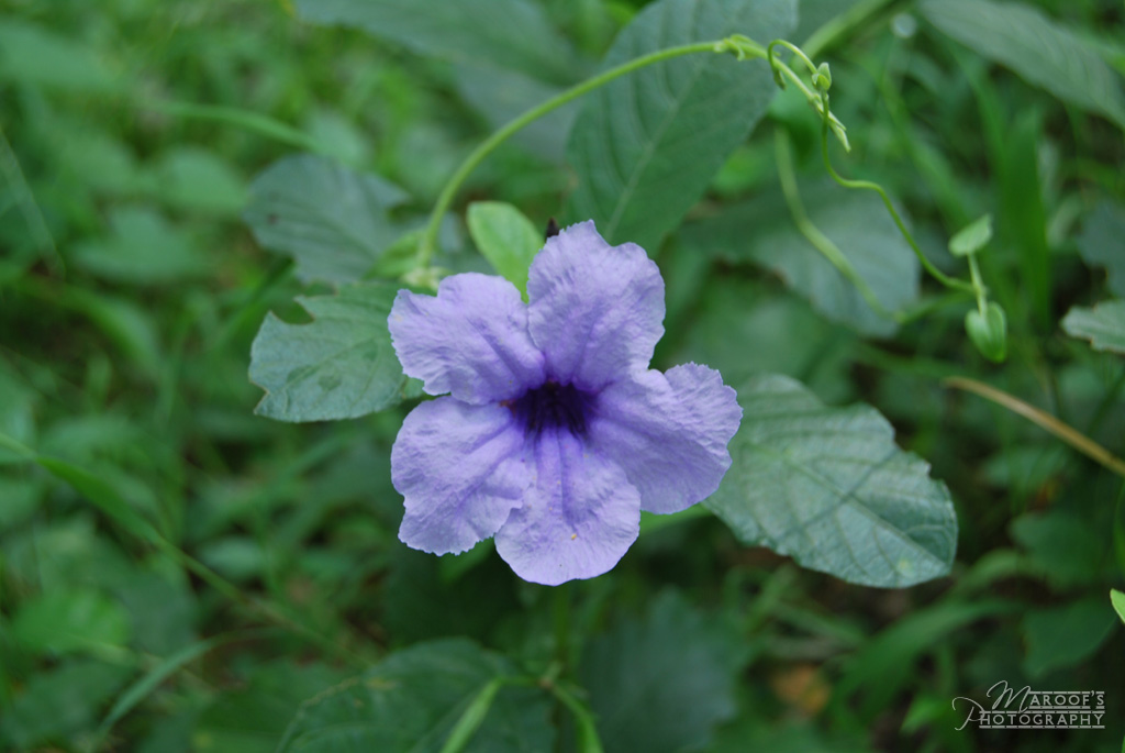 photo "PURPLE" tags: nature, flowers