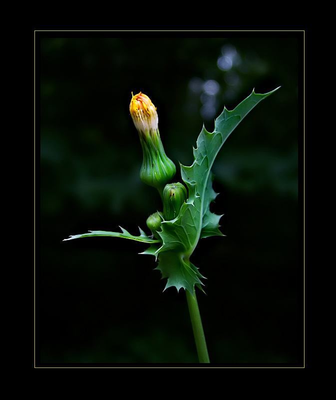 photo "***" tags: nature, flowers