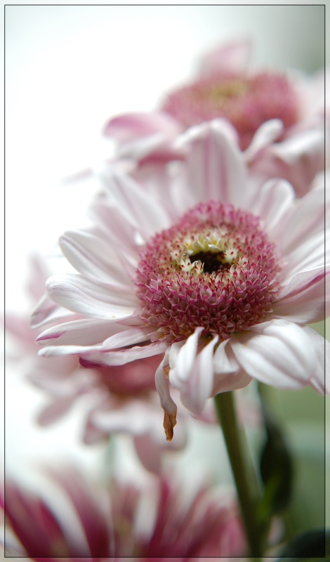 photo "***" tags: macro and close-up, nature, flowers