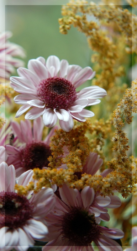 photo "***" tags: macro and close-up, nature, flowers