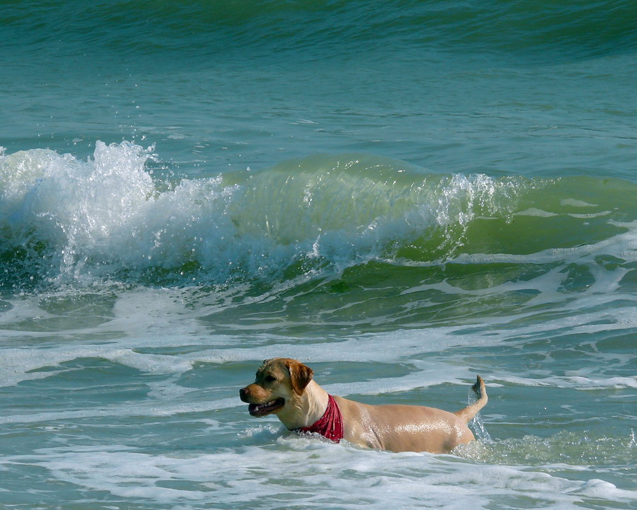 photo "Enjoying the water" tags: travel, nature, Europe, pets/farm animals