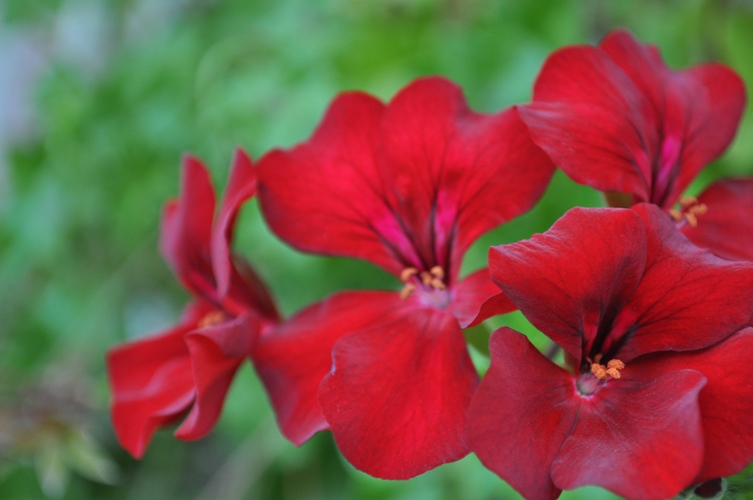 photo "***" tags: nature, flowers