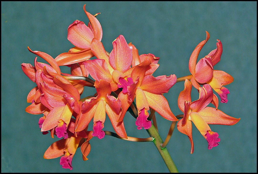 фото "At the Orchid Flower Show 2.Lc Scarlet Imp." метки: природа, макро и крупный план, цветы